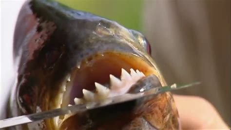 Kumay fish in English with contextual examples .